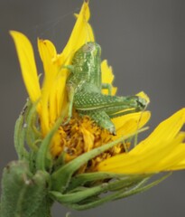 Campylacantha olivacea