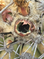 Copiapoa echinoides