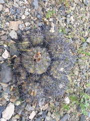 Copiapoa echinoides