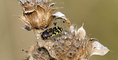 Acmaeodera mixta