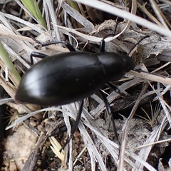 Eleodes longicollis
