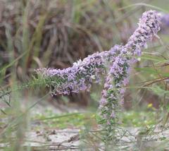 Liatris carrizana