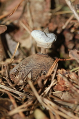 Geastrum striatum