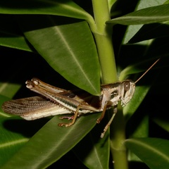 Cyrtacanthacridini