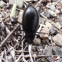 Eleodes longicollis