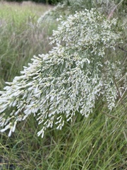 Baccharis neglecta