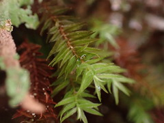 Bartramiopsis lescurii