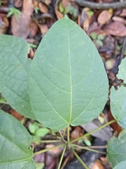 Alchornea latifolia