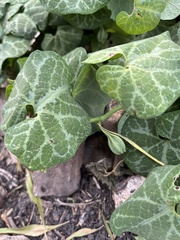 Aristolochia fimbriata