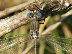 Archilestes californicus