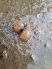 Pectinatella magnifica