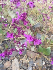 Mirabilis elegans