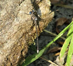 Archilestes californicus