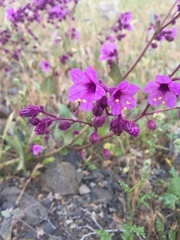 Mirabilis elegans