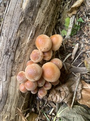 Hypholoma