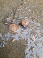 Pectinatella magnifica