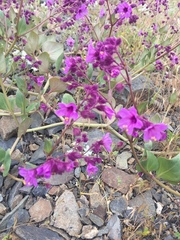 Mirabilis elegans