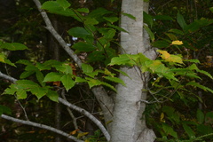 Fagus grandifolia