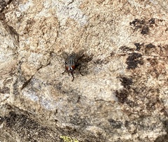 Muscoidea