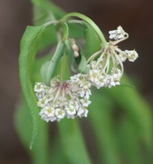Asclepias texana