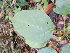 Alchornea latifolia