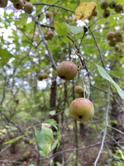 Malus coronaria