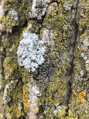 Phaeophyscia ciliata