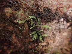 Douinia ovata