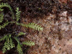 Douinia ovata