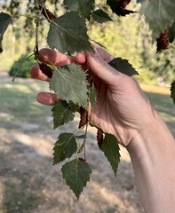 Betula pendula