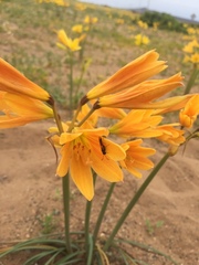 Zephyranthes bagnoldii