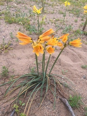 Zephyranthes bagnoldii