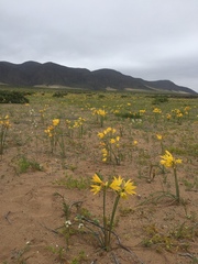 Zephyranthes bagnoldii