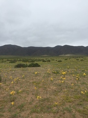Zephyranthes bagnoldii