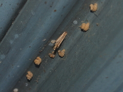 Apterona helicoidella