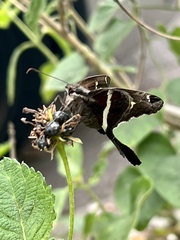 Chioides albofasciatus