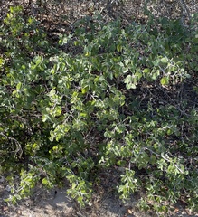 Ceanothus incanus