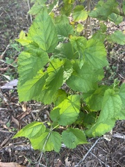 Morus nigra