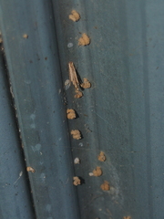 Apterona helicoidella