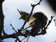 Rhinocrypta lanceolata