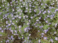 Porterella carnosula