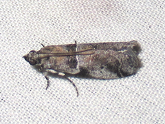 Quasisalebria admixta