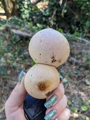 Andricus quercuscalifornicus