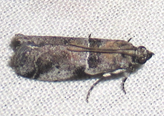 Quasisalebria admixta