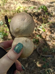 Andricus quercuscalifornicus