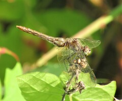 Sympetrum pallipes