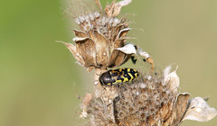 Acmaeodera mixta
