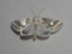 Schinia hulstia