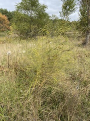 Asparagus officinalis