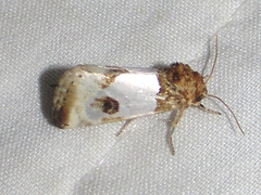 Schinia oculata